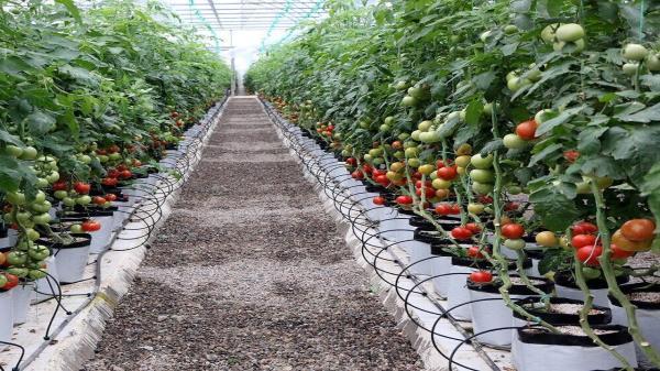 55 هکتار از اراضی ملی در استان سمنان برای طرح های اقتصادی واگذار شد