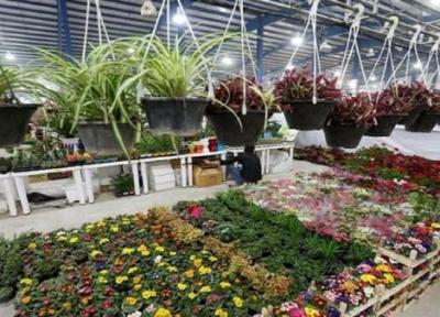 برپایی نمایشگاه گل و گیاه از فردا در قزوین