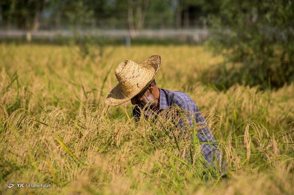 رشد فراوری برنج به 30 درصد می رسد