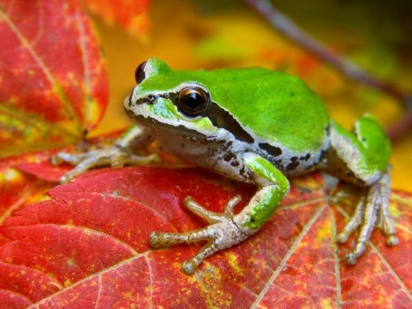 قورباغه ای بزرگ الجثه به مقدار یک گربه