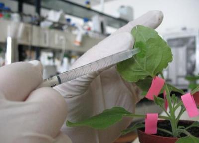 کشف دارو های ضد سرطانی از گیاهان خاص